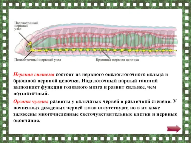 Нервная система состоит из нервного окологлоточного кольца и брюшной нервной