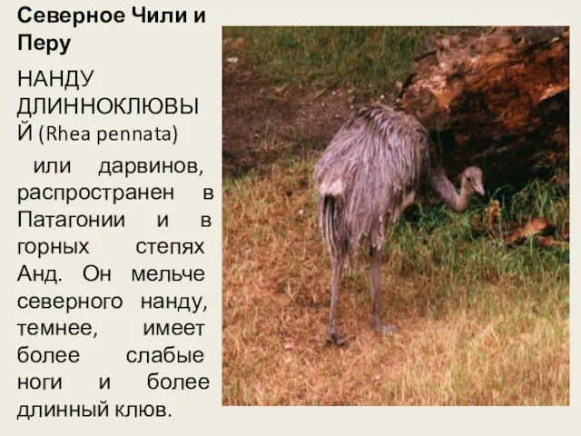 Посетил Северное Чили и Перу НАНДУ ДЛИННОКЛЮВЫЙ (Rhea pennata) или