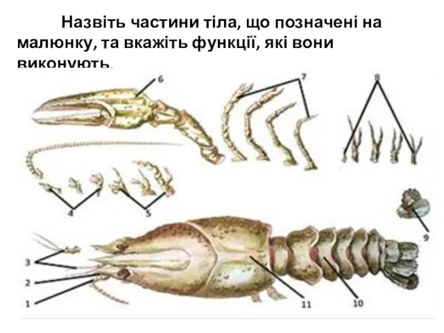 Назвіть частини тіла, що позначені на малюнку, та вкажіть функції, які вони виконують.