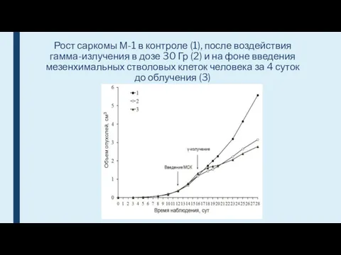 Рост саркомы М-1 в контроле (1), после воздействия гамма-излучения в