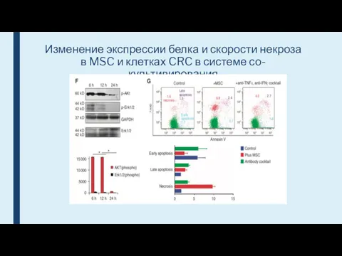 Изменение экспрессии белка и скорости некроза в MSC и клетках CRC в системе со-культивирования