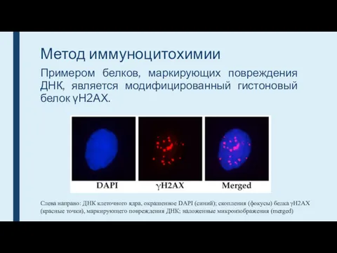 Метод иммуноцитохимии Примером белков, маркирующих повреждения ДНК, является модифицированный гистоновый