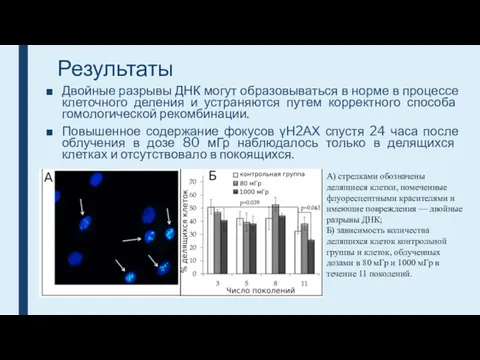 Результаты Двойные разрывы ДНК могут образовываться в норме в процессе