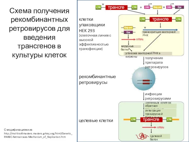 рекомбинантные ретровирусы Схема получения рекомбинантных ретровирусов для введения трансгенов в культуры клеток С модификациями из http://mol-biol4masters.masters.grkraj.org/html/Genetic_RNA8C-Retroviruses-Mechanism_of_Replication.htm