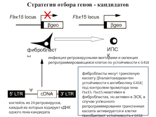 фибробласты ИПСК Стратегия отбора генов - кандидатов фибробласты несут трансгеную