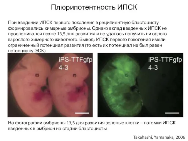 Плюрипотентность ИПСК Takahashi, Yamanaka, 2006 При введении ИПСК первого поколения