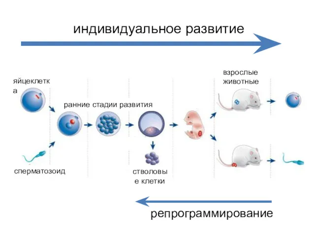 яйцеклетка сперматозоид ранние стадии развития стволовые клетки взрослые животные индивидуальное развитие репрограммирование