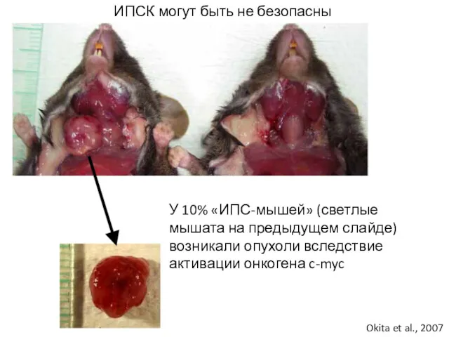 У 10% «ИПС-мышей» (светлые мышата на предыдущем слайде) возникали опухоли