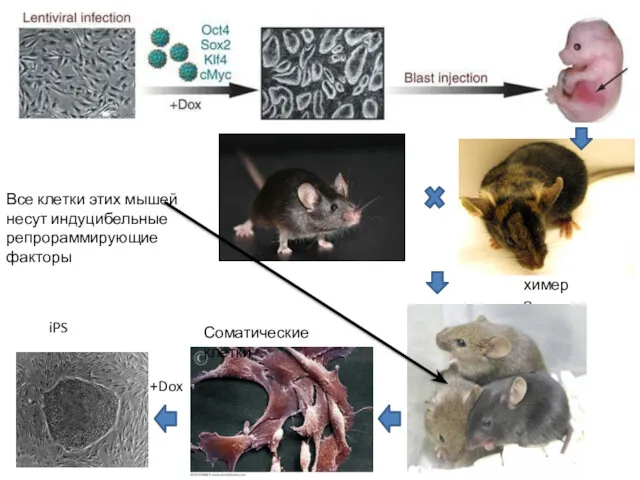 химера Все клетки этих мышей несут индуцибельные репрораммирующие факторы iPS Соматические клетки +Dox