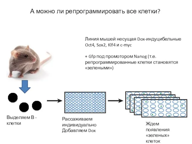 А можно ли репрограммировать все клетки? Линия мышей несущая Dox-индуцибельные