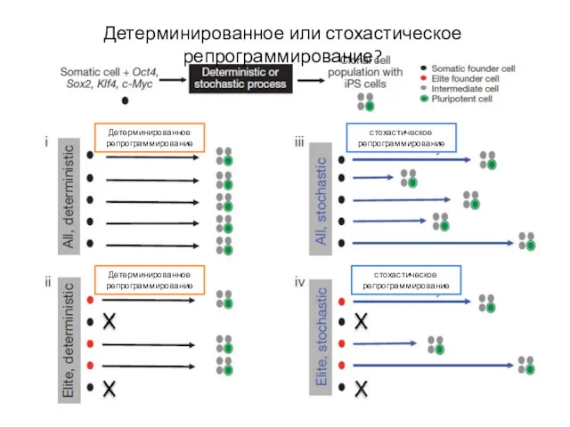 Детерминированное или стохастическое репрограммирование? Детерминированное репрограммирование Детерминированное репрограммирование стохастическое репрограммирование стохастическое репрограммирование