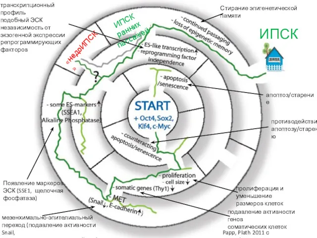 Papp, Plath 2011 с модификациями ИПСК апоптоз/старение противодействие апоптозу/старению пролиферация