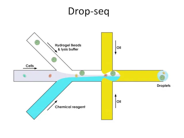 Drop-seq