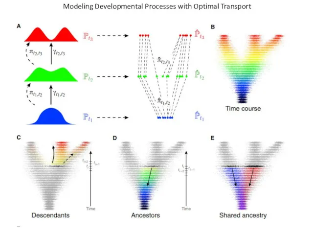 Modeling Developmental Processes with Optimal Transport