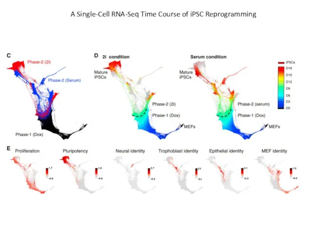 A Single-Cell RNA-Seq Time Course of iPSC Reprogramming
