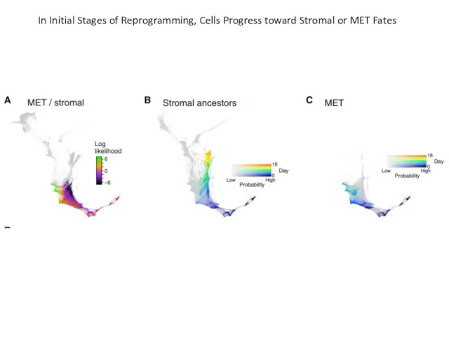 In Initial Stages of Reprogramming, Cells Progress toward Stromal or MET Fates