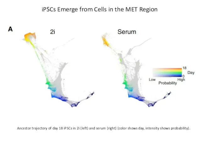 iPSCs Emerge from Cells in the MET Region Ancestor trajectory