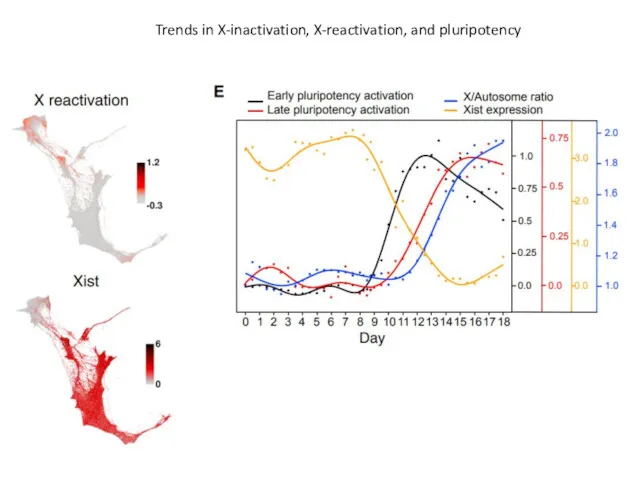 Trends in X-inactivation, X-reactivation, and pluripotency