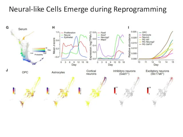 Neural-like Cells Emerge during Reprogramming