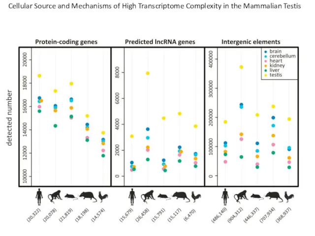 Cellular Source and Mechanisms of High Transcriptome Complexity in the Mammalian Testis