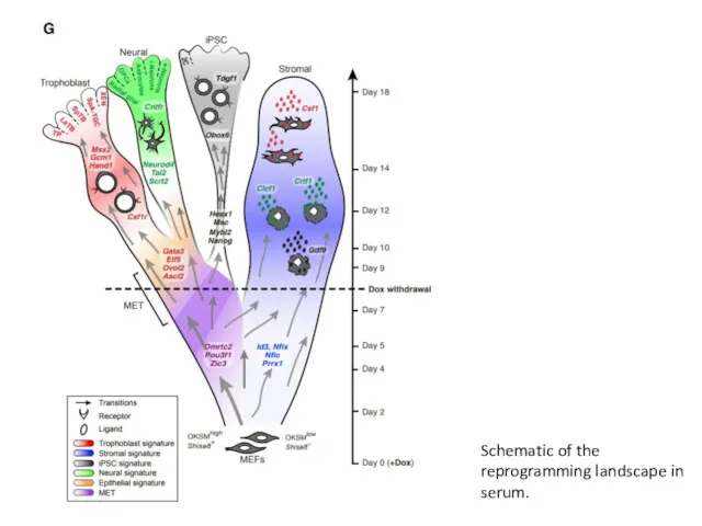 Schematic of the reprogramming landscape in serum.