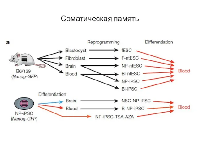 Соматическая память