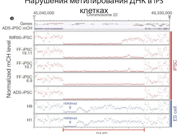 Нарушения метилирования ДНК в iPS клетках