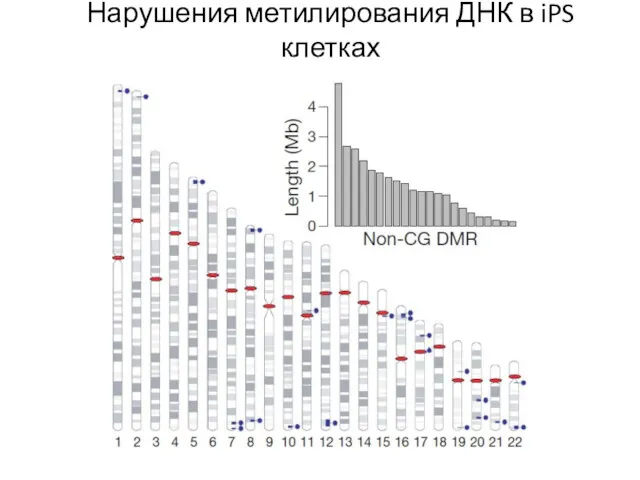 Нарушения метилирования ДНК в iPS клетках