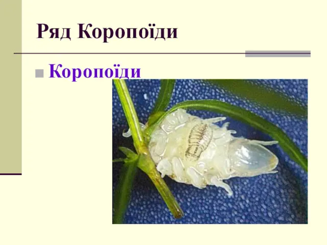 Ряд Коропоїди Коропоїди