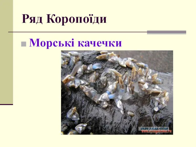 Ряд Коропоїди Морські качечки