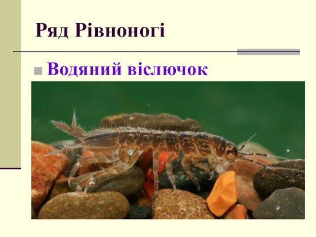 Ряд Рівноногі Водяний віслючок