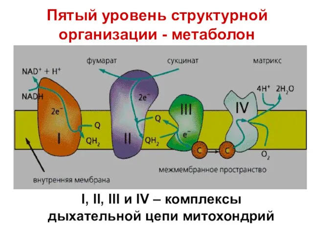 I, II, III и IV – комплексы дыхательной цепи митохондрий Пятый уровень структурной организации - метаболон