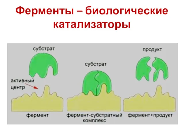 Ферменты – биологические катализаторы