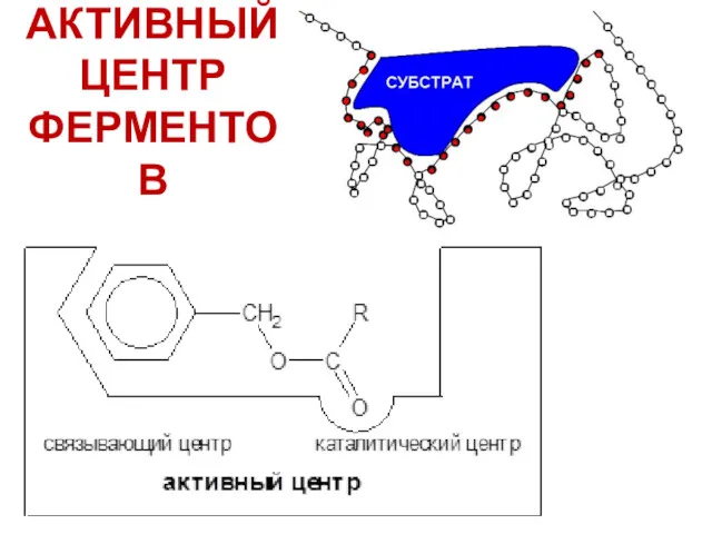 АКТИВНЫЙ ЦЕНТР ФЕРМЕНТОВ