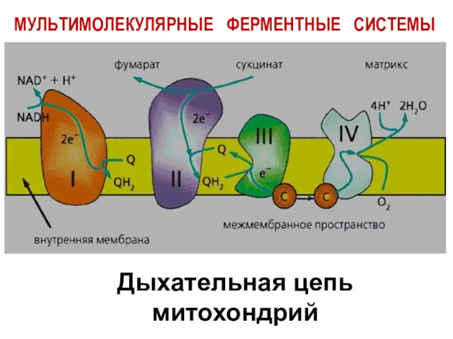 Дыхательная цепь митохондрий МУЛЬТИМОЛЕКУЛЯРНЫЕ ФЕРМЕНТНЫЕ СИСТЕМЫ