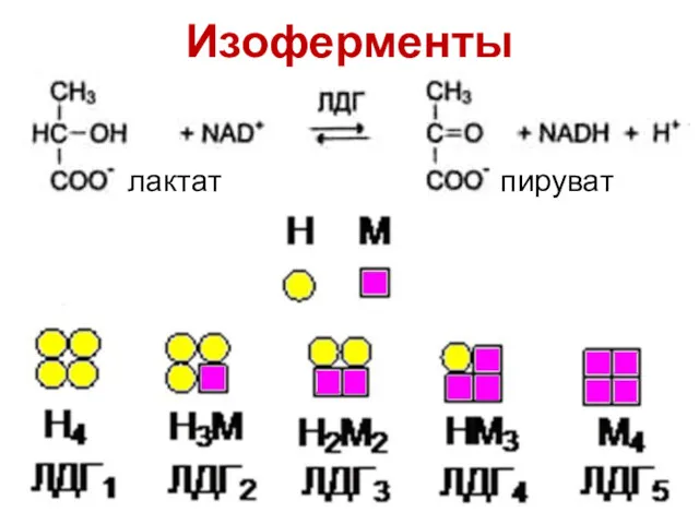 Изоферменты лактат пируват