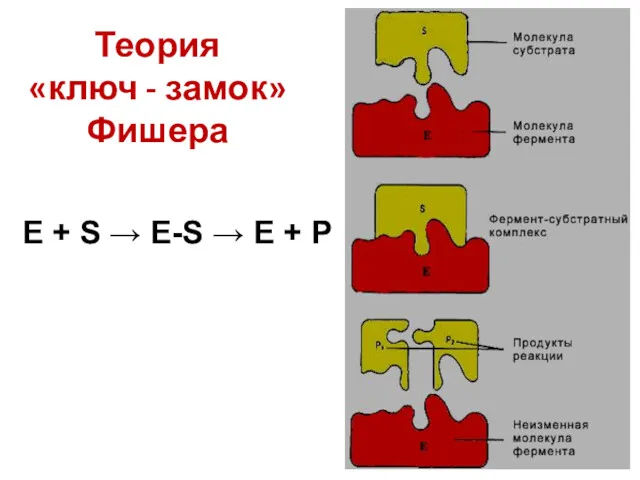 Теория «ключ - замок» Фишера E + S → E-S → E + P