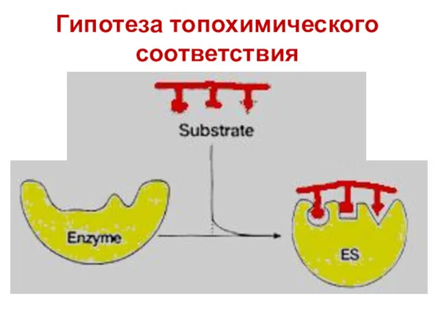 Гипотеза топохимического соответствия