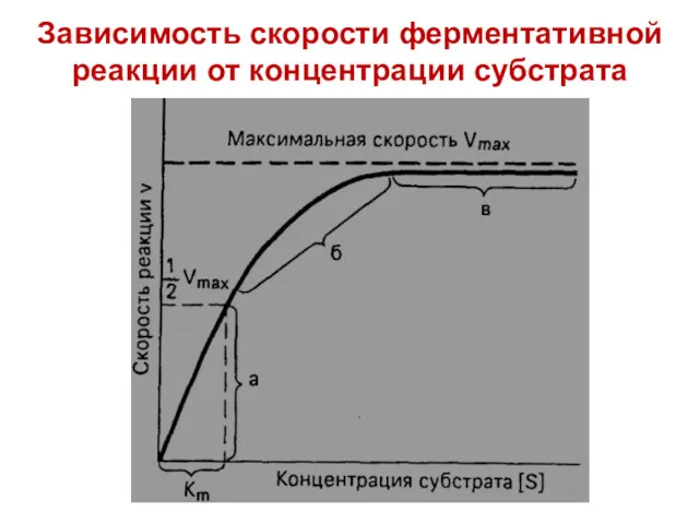 Зависимость скорости ферментативной реакции от концентрации субстрата
