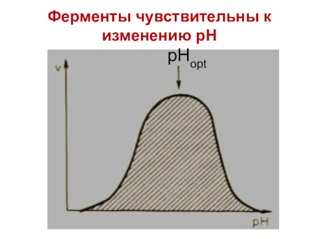 pHopt Ферменты чувствительны к изменению рН