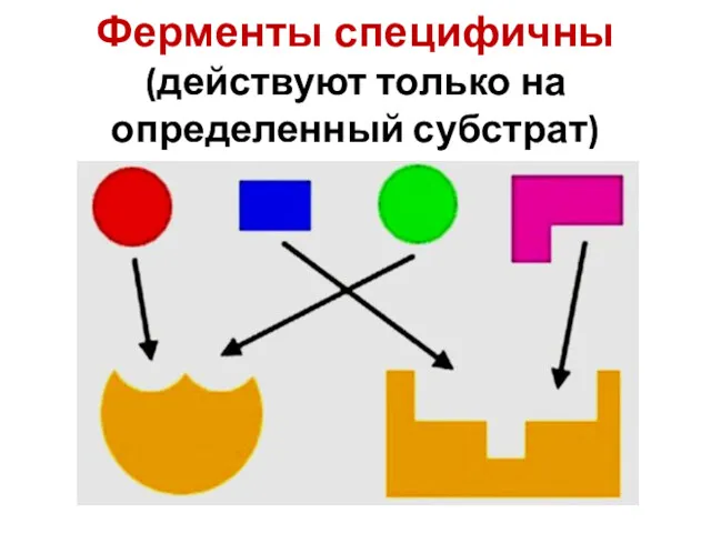 Ферменты специфичны (действуют только на определенный субстрат)