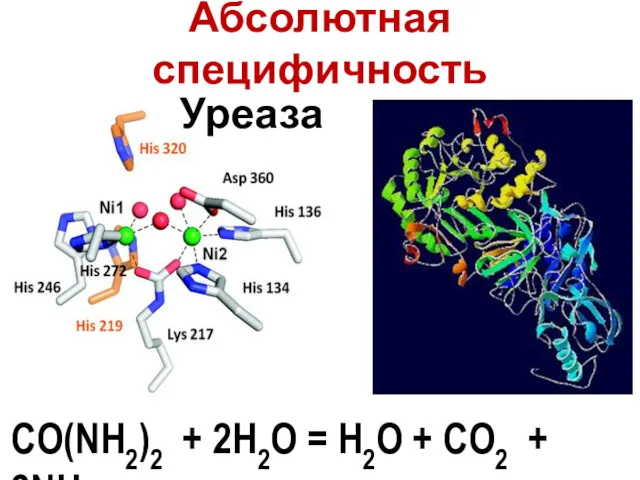 CO(NH2)2 + 2H2O = H2O + CO2 + 2NH3 Абсолютная специфичность Уреаза