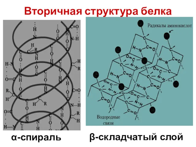 Вторичная структура белка α-спираль β-складчатый слой