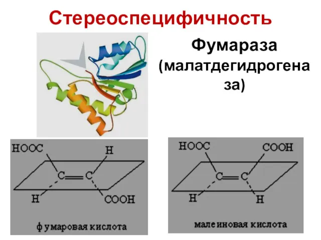 Фумараза (малатдегидрогеназа) Стереоспецифичность