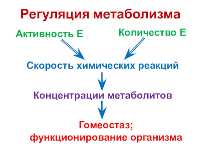 Регуляция метаболизма Скорость химических реакций Концентрации метаболитов Активность Е Количество Е Гомеостаз; функционирование организма