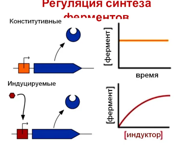 Регуляция синтеза ферментов