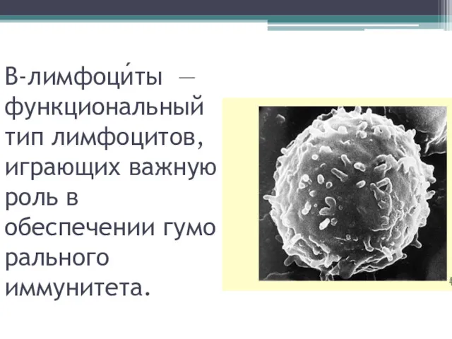 B-лимфоци́ты — функциональный тип лимфоцитов, играющих важную роль в обеспечении гуморального иммунитета.