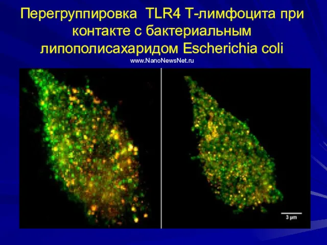 Перегруппировка ТLR4 Т-лимфоцита при контакте с бактериальным липополисахаридом Escherichia coli www.NanoNewsNet.ru