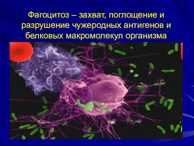 Фагоцитоз – захват, поглощение и разрушение чужеродных антигенов и белковых макромолекул организма