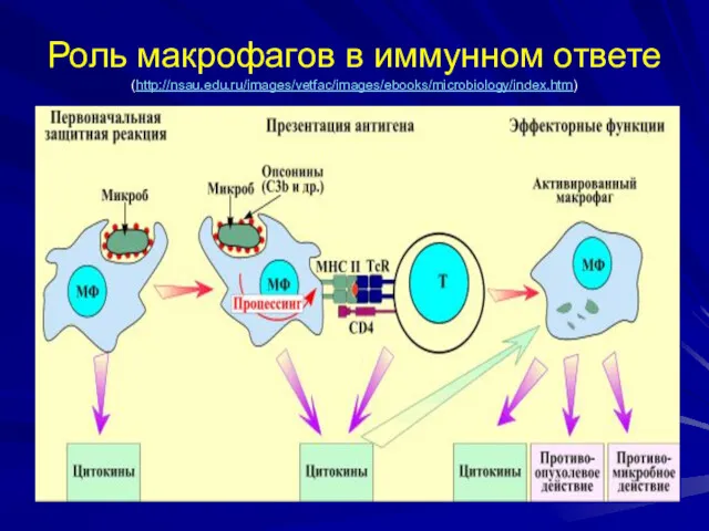 Роль макрофагов в иммунном ответе (http://nsau.edu.ru/images/vetfac/images/ebooks/microbiology/index.htm)